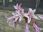 25 Flower Bulbs - Amaryllis, Daylilies, Crinum lilies, Iris, Gladiolus, & More