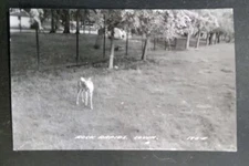 Postcard RPPC Rock Rapids IA Island Park Whitetail Deer Doe Camp Ground 
