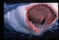Shark Week Uncaged Great White Shark Lunging Teeth Original 35mm Transparency 