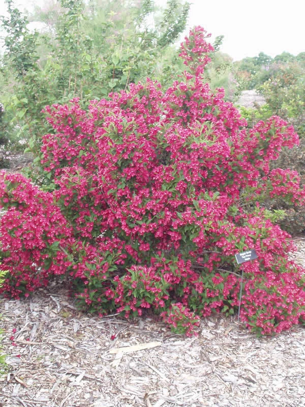 rotblühende Weigelie, Zierstrauch, 2 mal blühend Weigela Bristol Ruby