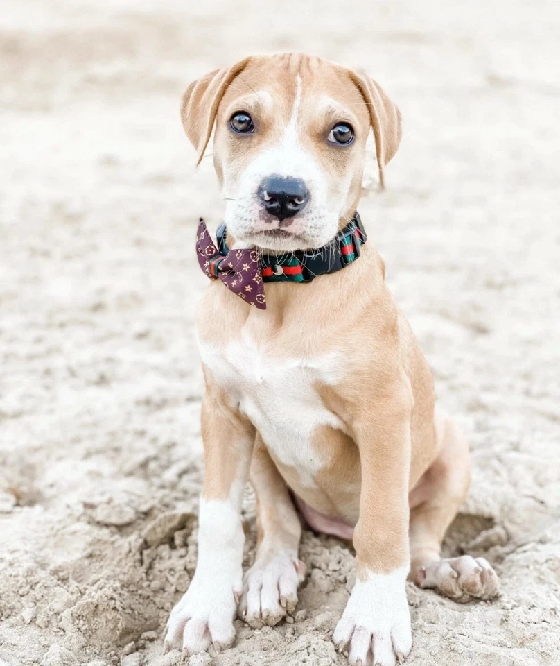 Роскошный ошейник для собаки с галстуком-бабочкой и колокольчиком — стиль Gucci | размеры M - Изображение 2 из 4