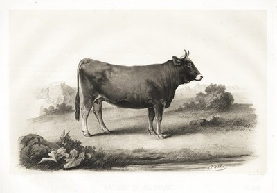 Aubrac Cow Cattle Cows France Heliography 1860