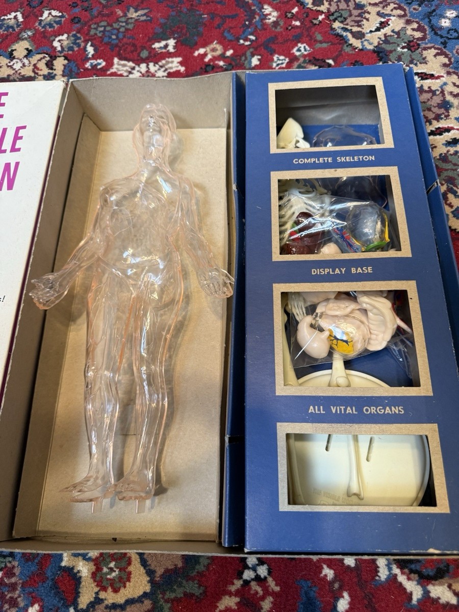 THE VISIBLE WOMAN Assembly Kit Vintage Renwal ORIGINAL box | eBay