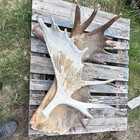Northwest Alaska Natural Moose Antler Shed 2 Piece Large 70-75” 20lb Med 9lb — photo 2