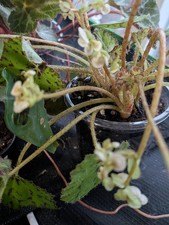 Flowering Begonia Geometry In 4" Pot