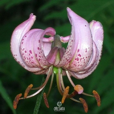 Seltene wilde Lilium Martagon 10 frische Samen aus dem Uralgebirge. Wildlilie Samen