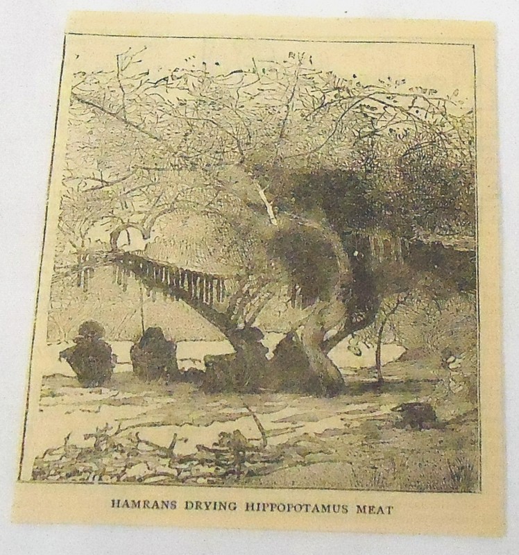 1884 magazine engraving ~ HAMRANS DRYING HIPPOPOTAMUS MEAT ~ Sudan