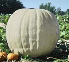 Giant Show Winner Pumpkin Seeds for Planting | 5 Rare Seeds | Easy to Grow, Gian