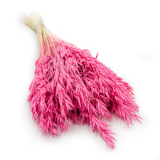 Getrockneter Hafer - Fuchsia