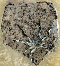 Mioz&auml;n  Ecotona brunnea  Fossile Spinne aus Altsammlung  Top Rarit&auml;t  Q5-9