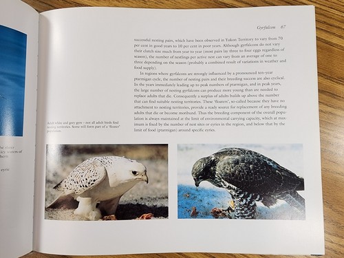 large GYRFALCON book photos paintings history falconry HB/DJ bird of prey gyr - Picture 23 of 23