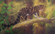 Jungle clouded leopard on a branch painting art print New Rare