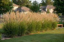 15 Perennial Karl Foerster Feather Reed Ornamental Privacy Landscape Grass