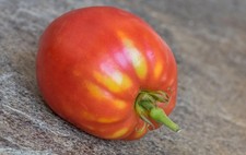 STERLING OLD NORWAY TOMATO 5+ seeds P 698