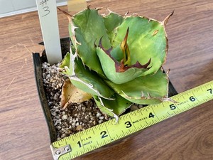Agave titanota Plant #4