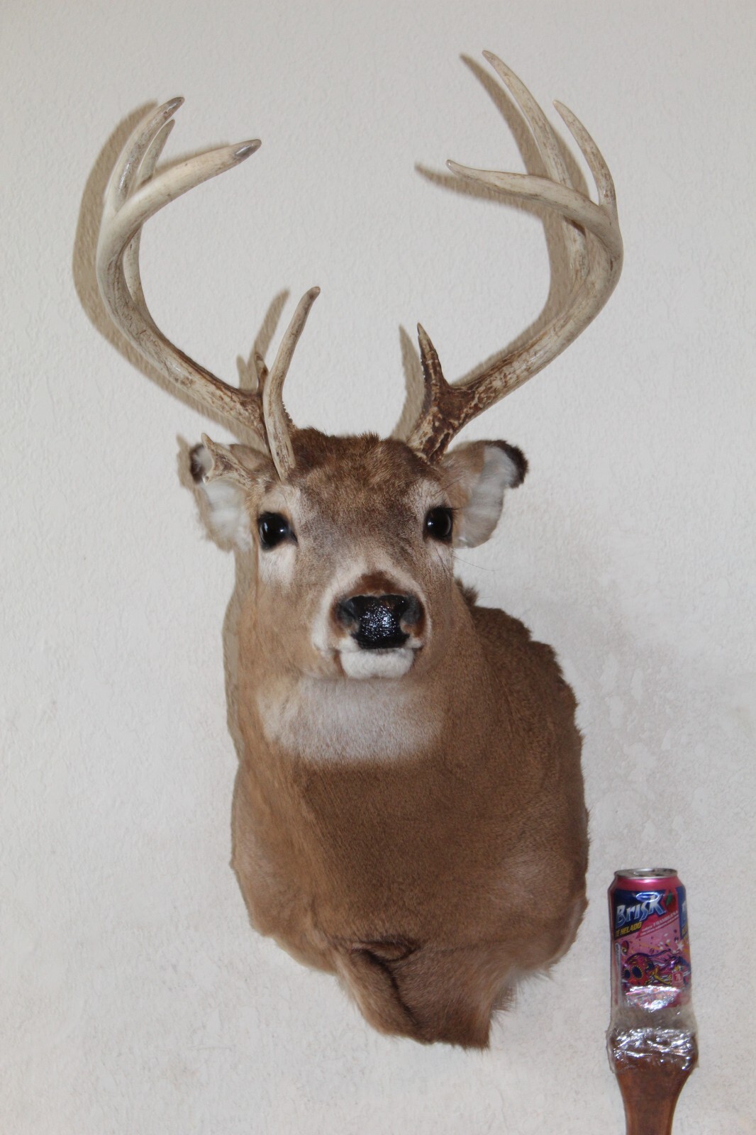 Freak Nontypical Whitetail Deer Head Shoulder Mount Taxidermy Cape Shed Antler