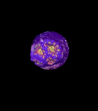 WYSIWYG Rainbow Acan Lord Live Coral Frag Vibrant LPS for Reef Aquarium