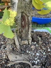 Old Ginkgo Biloba Bonsai Tree 2” Base 14 In Tall 12Years Old