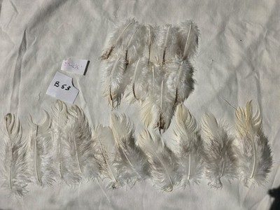 20 white Peacock body Feathers  fly tying crafts 2'' - 5 1/2''  B53