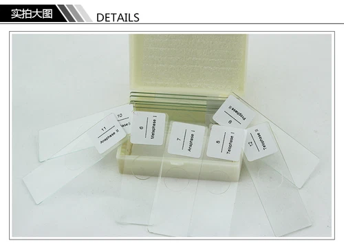 Onion Anther Meiosis Prepared Specimen Microscope Slides Cell Division Genetics - Picture 1 of 7