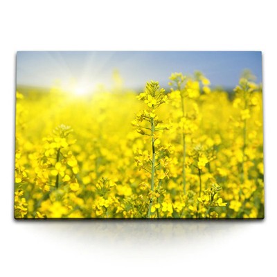 120x80cm Wandbild auf Leinwand Raps Rapsfeld Gelb Sonnenschein Sommer