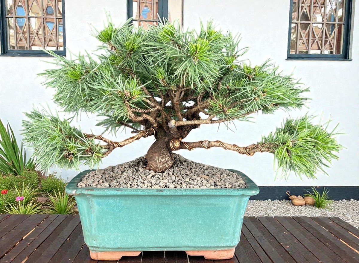 Mugo Pine Bonsai Tree 13"H Outdoor Evergreen Pinus Mugo Valley Cushion  Great Gif | eBay