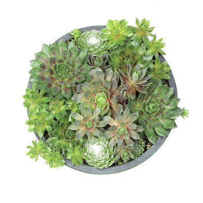 Live Sempervivum Planter Bowl, Sempervivum Succulents Plants, Hens and Chicks...