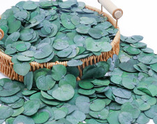 3200Preserved Real Eucalyptus Leaves Small, Pure Natural Bulk Eucalyptus, Biodeg