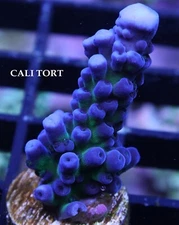 CALI TORT - SPS LIVE CORAL