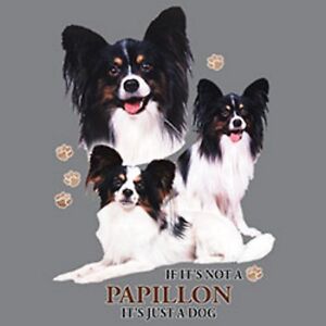 Papillon Dog Size Chart