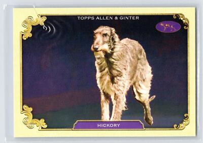 Hickory 2024 Topps Allen & Ginter Stars of the Show Westminster #SOS-21