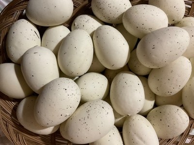 Set 12 Assorted Cream Speckled Easter Eggs Faux Bird Eggs 2-3 