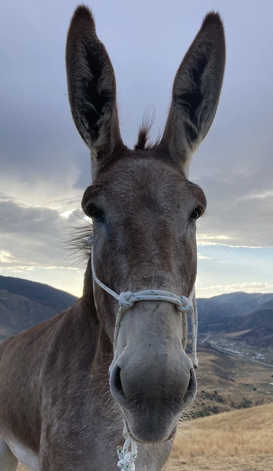 Soporte de cuerda ajustable para mula/burro y cable de 8 pies Foto 4 de 4