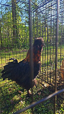 silky chicken hatching eggs