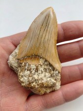 Dente di Megalodonte 8 x 5 cm- Fossile Squalo - Miocene - Indonesia (F10)
