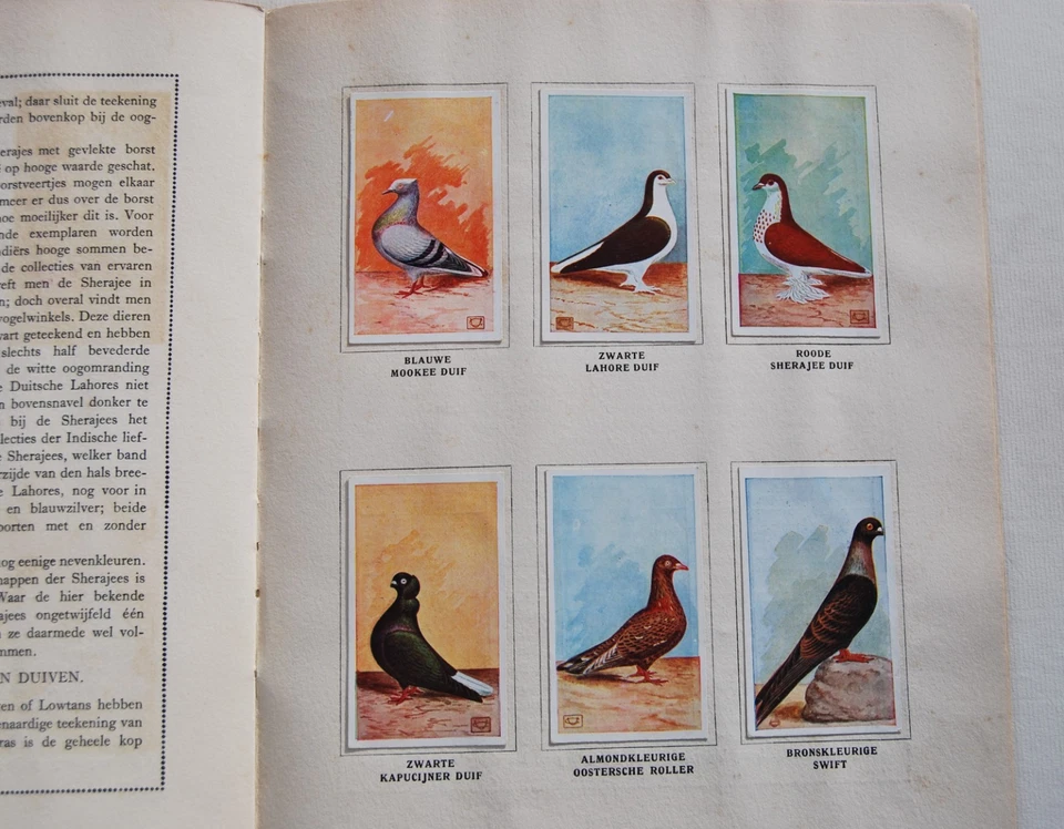 PLEINES FANCY PIGEONS ALBUM ONZE DUIVEN C.S. Th. VAN GINK & C.A.M. SPRUIJT 1920s - Image 4 of 4