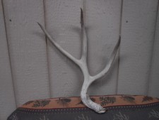 THE PITCH FORK mule deer shed AND 2 DROPTINE antlers whitetail rack mount elk 