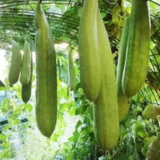 50+ Armenian Yard Long Cucumber Seeds | Non-GMO | Fresh Garden Seeds USA