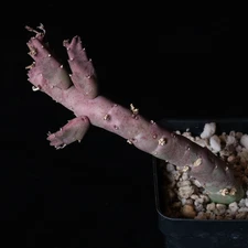 Stapelia flavopurpurea - 3.25" pot - Stapeliad