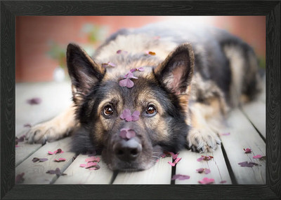 Gerahmtes Wandbild Poster Deutscher Schäferhund Leinwandbild Bild