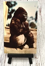 San Diego California Zoo Gorilla The Gray Line Tour Postcard
