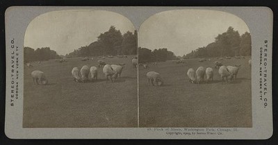 Photo:Flock of sheep, Washington Park, Chicago, Ill.