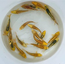 Toledo Goldfish 10 Live Sunshine Yellow Standard Koi for Ponds
