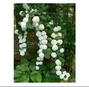 100 Seeds Climbing Hydrangea Seeds Hydrangea Flowers Seed Bonsai Plant Viburnum Ebay