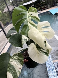 Monstera Albo Deliciosa | eBay