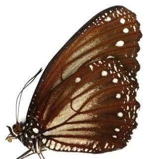 ELYMNIAS CERYX MALE FROM MT. HALIMUN JAVA