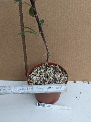 Foquieria splendens, kakteen sukkulenten Kaktus Caudex - Bild 6 von 6