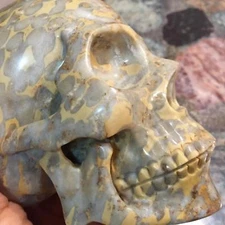 5.2" Natural Yellow Fossi Carved Crystal Skull Realistic Crystal Healing  #Sk005
