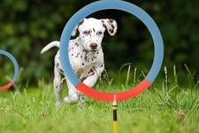 Dog Agility Training Hoop Jump Indoor Outdoor Home Professional Equipment. M/L