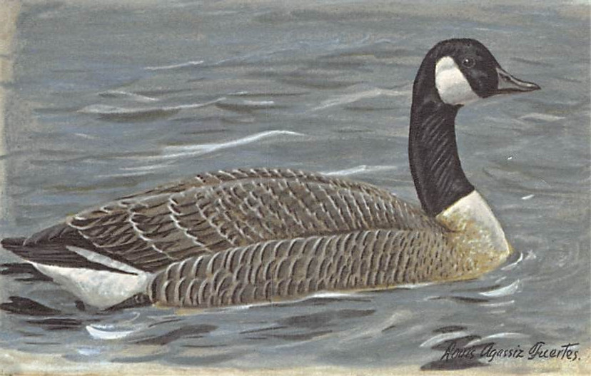 Postcard: Canada Goose, Watercolor by Louis Fuertes
